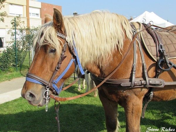 AnnonceFaisceau d'attelage pas cher - N°1 d'attelage en France
