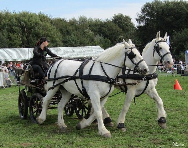 Épingle à Cravate Cheval Boulonnais – Art-Dog, Neuve Avec étiquettes, Accessoire Homme