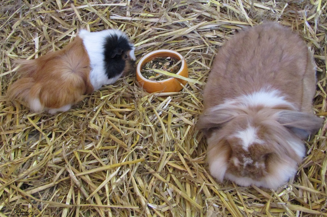 Duo Petshop : Lapin Bélier N°1417 + Cochon D'Inde N°1418 + Accessoire - Occasion