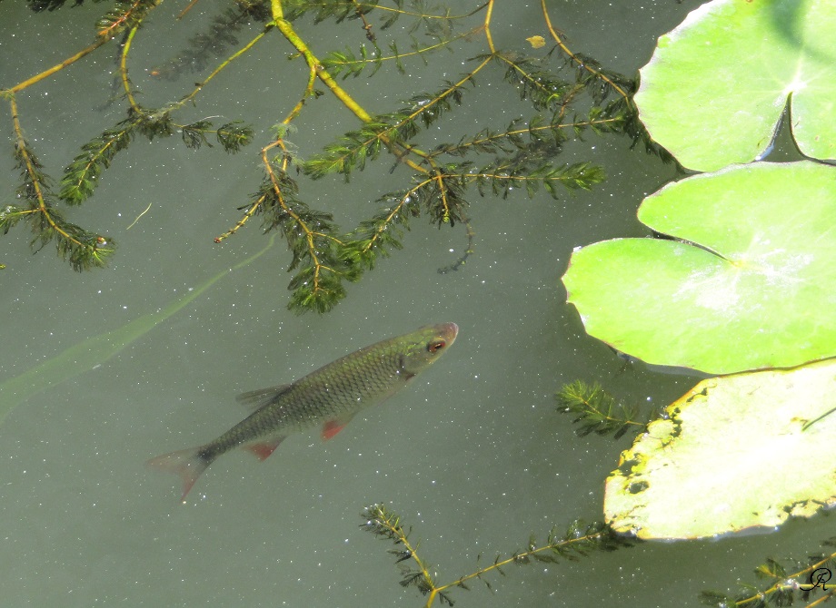 Petit Poisson d